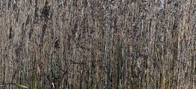 Abstraction Reeds by Rhonda Fenwick