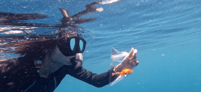 Kyun Chome -Goldfish Still 2