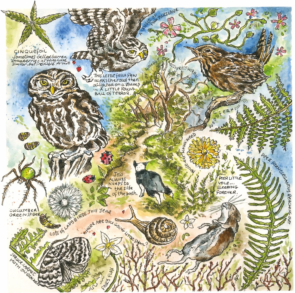 A detail of one of Steve Pardue's Nature Journals featuring owls, spiders, snails and wildflowers