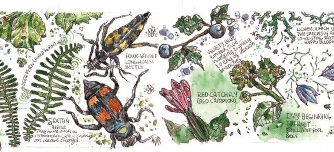 A page from one of Steve Pardue's nature journals