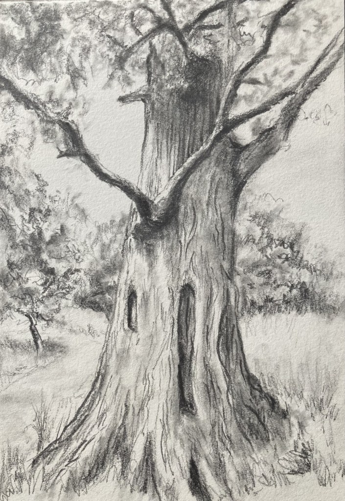 A drawing of a tree by Lindsey McLaren
